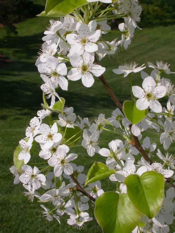 Callery pear blossoms